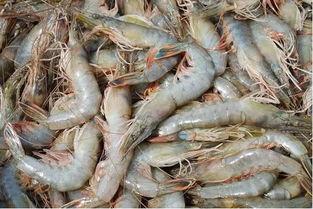 臭鱼烂虾爆料视频播放大全,精彩内容抢先看 第1张 臭鱼烂虾爆料视频播放大全,精彩内容抢先看 第1张